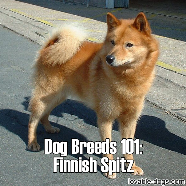 Dog Breeds 101 - Finnish Spitz