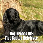 Dog Breeds 101: Flat-Coated Retriever