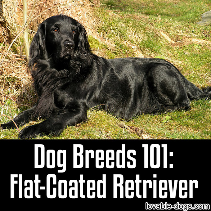 Dog Breeds 101 - Flat-Coated Retriever - WP