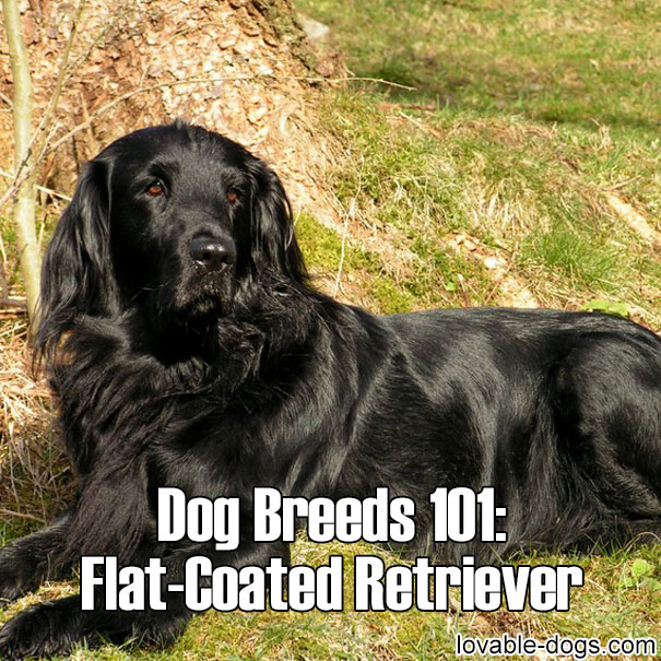 Dog Breeds 101 - Flat-Coated Retriever