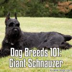 Dog Breeds 101: Giant Schnauzer