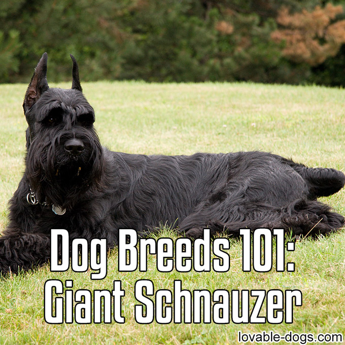 Dog Breeds 101 - Giant Schnauzer - WP