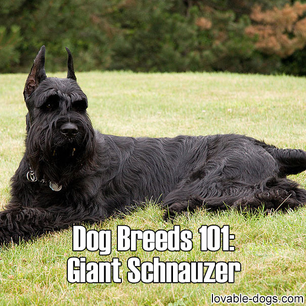 Dog Breeds 101 - Giant Schnauzer