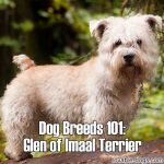 Dog Breeds 101: Glen of Imaal Terrier