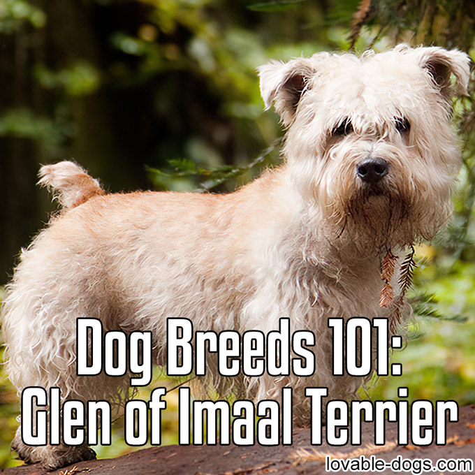Dog Breeds 101 - Glen of Imaal Terrier - WP