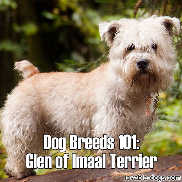 Dog Breeds 101 - Glen of Imaal Terrier