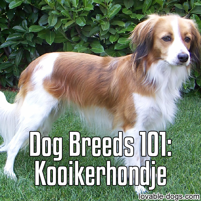 Dog Breeds 101 - Kooikerhondje - WP