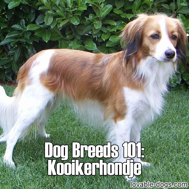 Dog Breeds 101 - Kooikerhondje