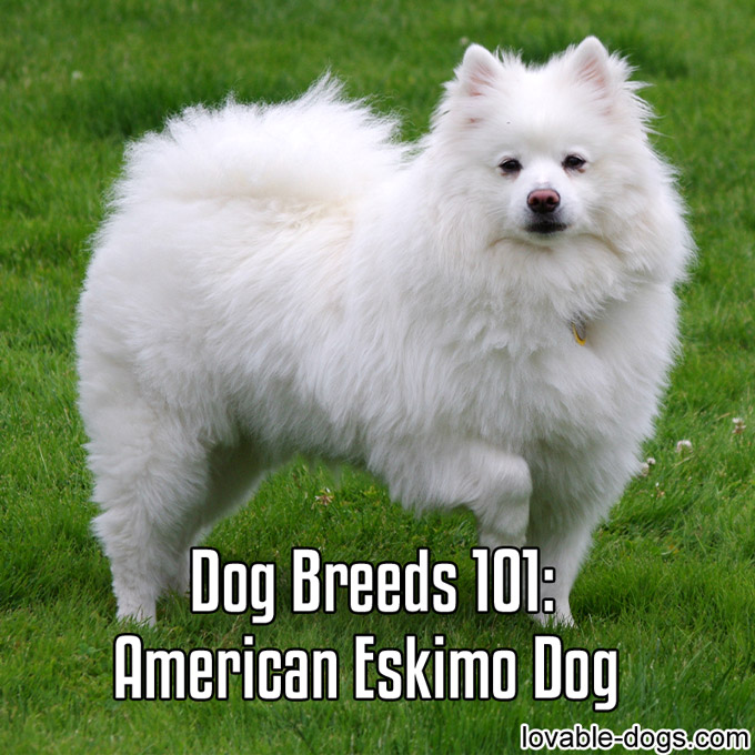 Dog Breeds 101 – American Eskimo Dog - WP