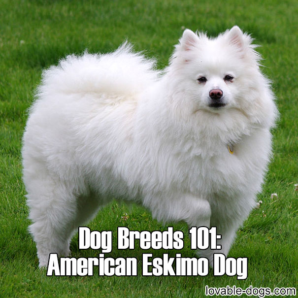 Dog Breeds 101 – American Eskimo Dog