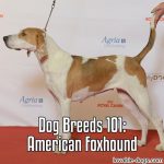 Dog Breeds 101: American Foxhound