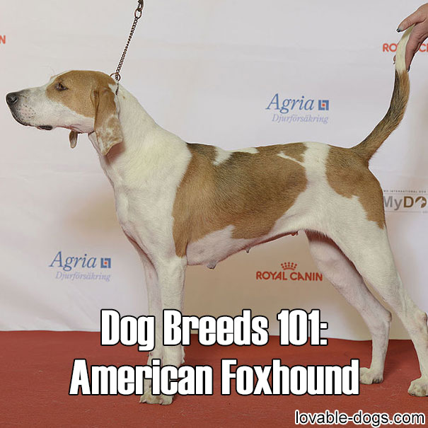 Dog Breeds 101 – American Foxhound
