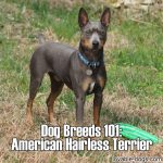 Dog Breeds 101: American Hairless Terrier