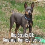 Dog Breeds 101: American Hairless Terrier