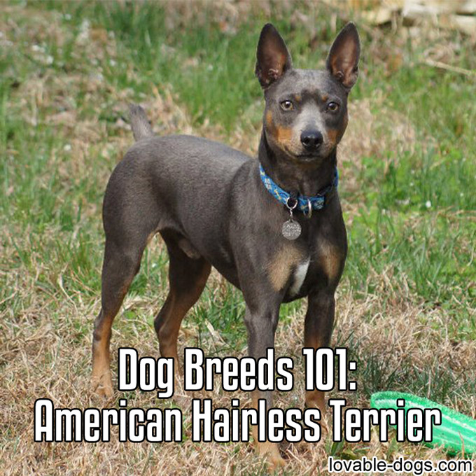 Dog Breeds 101 – American Hairless Terrier - WP