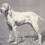 Dog Breeds 101: Ariege Pointer