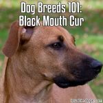 Dog Breeds 101: Black Mouth Cur