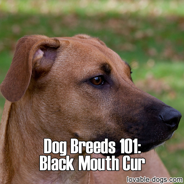 Dog Breeds 101 – Black Mouth Cur
