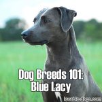 Dog Breeds 101: Blue Lacy