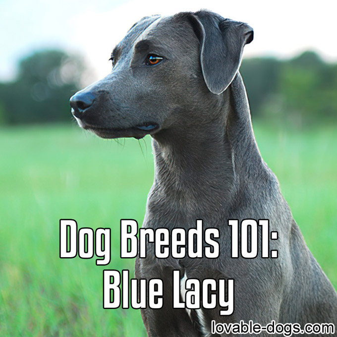 Dog Breeds 101 – Blue Lacy - WP