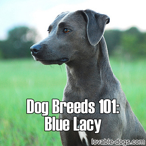 Dog Breeds 101 – Blue Lacy