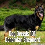 Dog Breeds 101: Bohemian Shepherd