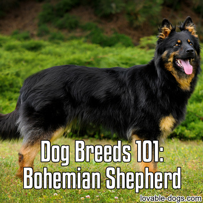 Dog Breeds 101 – Bohemian Shepherd - WP