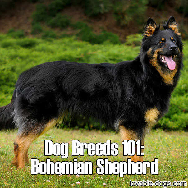 Dog Breeds 101 – Bohemian Shepherd
