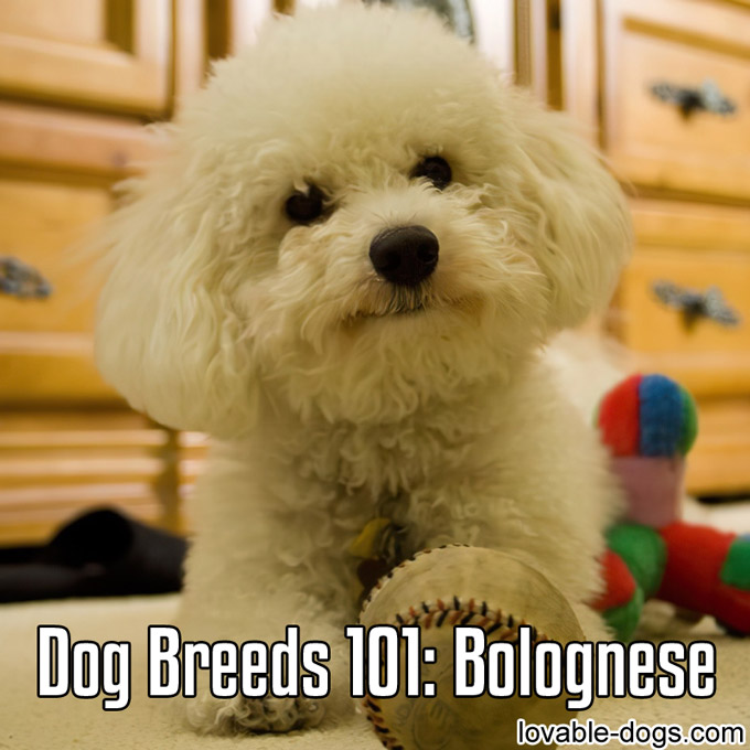 Dog Breeds 101 – Bolognese - WP