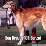 Dog Breeds 101: Borzoi