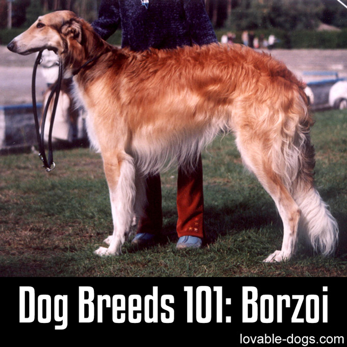 Dog Breeds 101 – Borzoi - WP