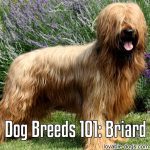 Dog Breeds 101: Briard