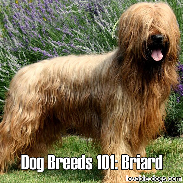 Dog Breeds 101 – Briard