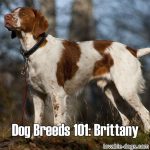 Dog Breeds 101: Brittany