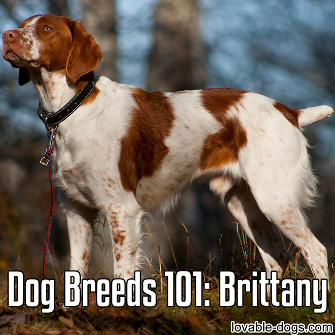 Dog Breeds 101 – Brittany - WP