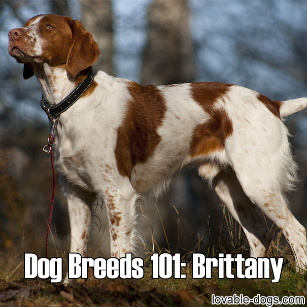Dog Breeds 101 – Brittany
