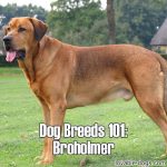 Dog Breeds 101: Broholmer