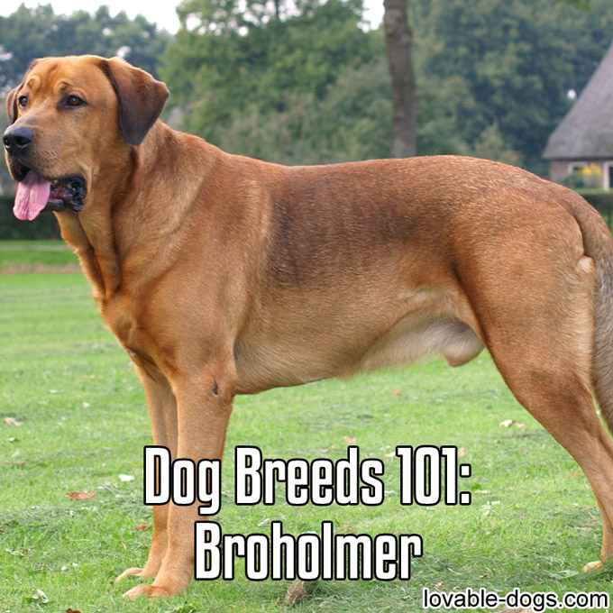 Dog Breeds 101 – Broholmer - WP