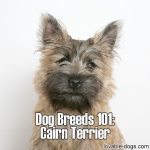 Dog Breeds 101: Cairn Terrier