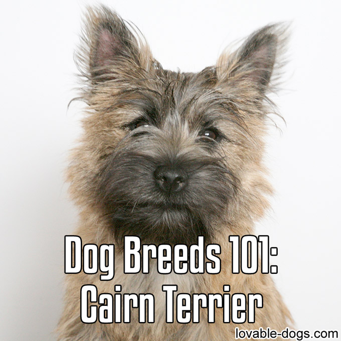 Dog Breeds 101 – Cairn Terrier - WP