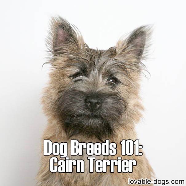 Dog Breeds 101 – Cairn Terrier