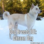 Dog Breeds 101: Canaan Dog