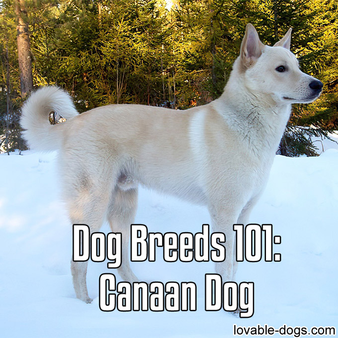 Dog Breeds 101 – Canaan Dog - WP