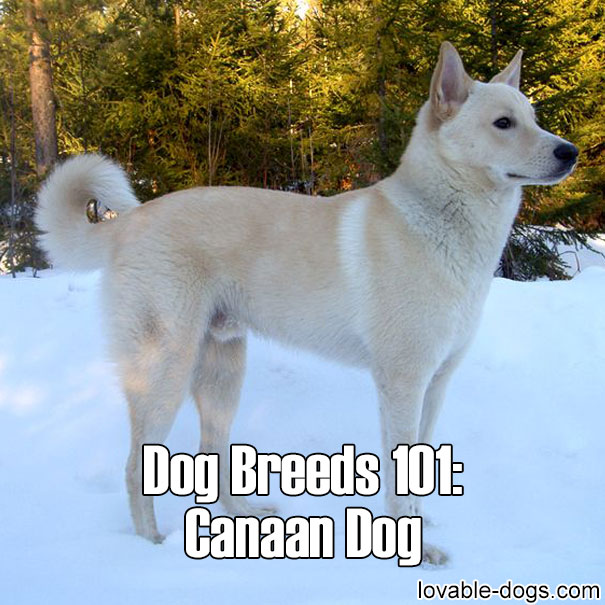 Dog Breeds 101 – Canaan Dog
