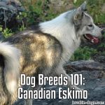 Dog Breeds 101: Canadian Eskimo