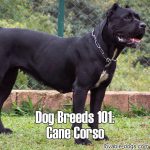 Dog Breeds 101: Cane Corso