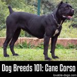 Dog Breeds 101: Cane Corso