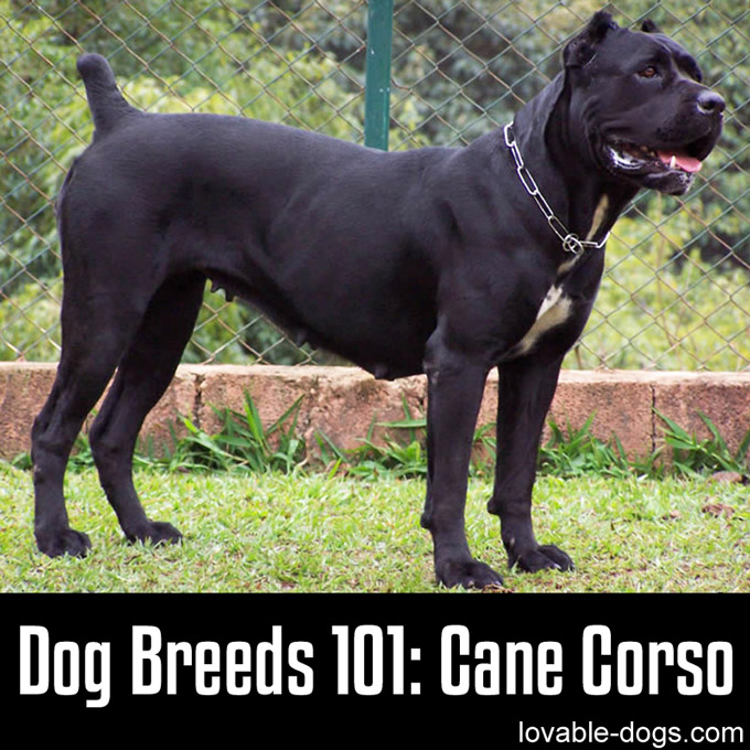 Dog Breeds 101 – Cane Corso - WP