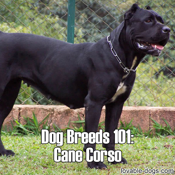 Dog Breeds 101 – Cane Corso