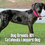 Dog Breeds 101: Catahoula Leopard Dog